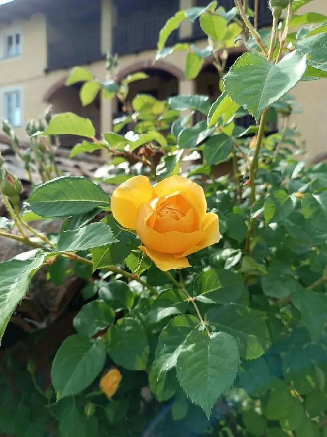 Farm stay Villa Luisa Ziano Piacentino Italy